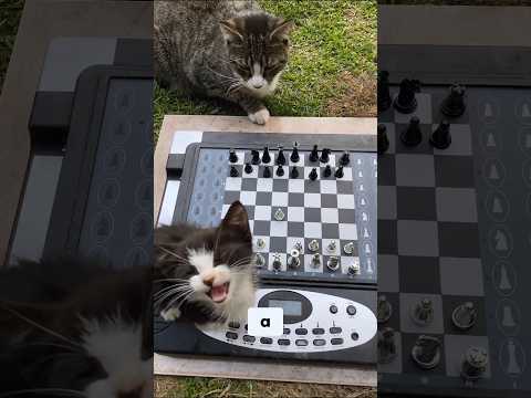 Cats vs PhantomForce cool chess robot 👑 #shorts